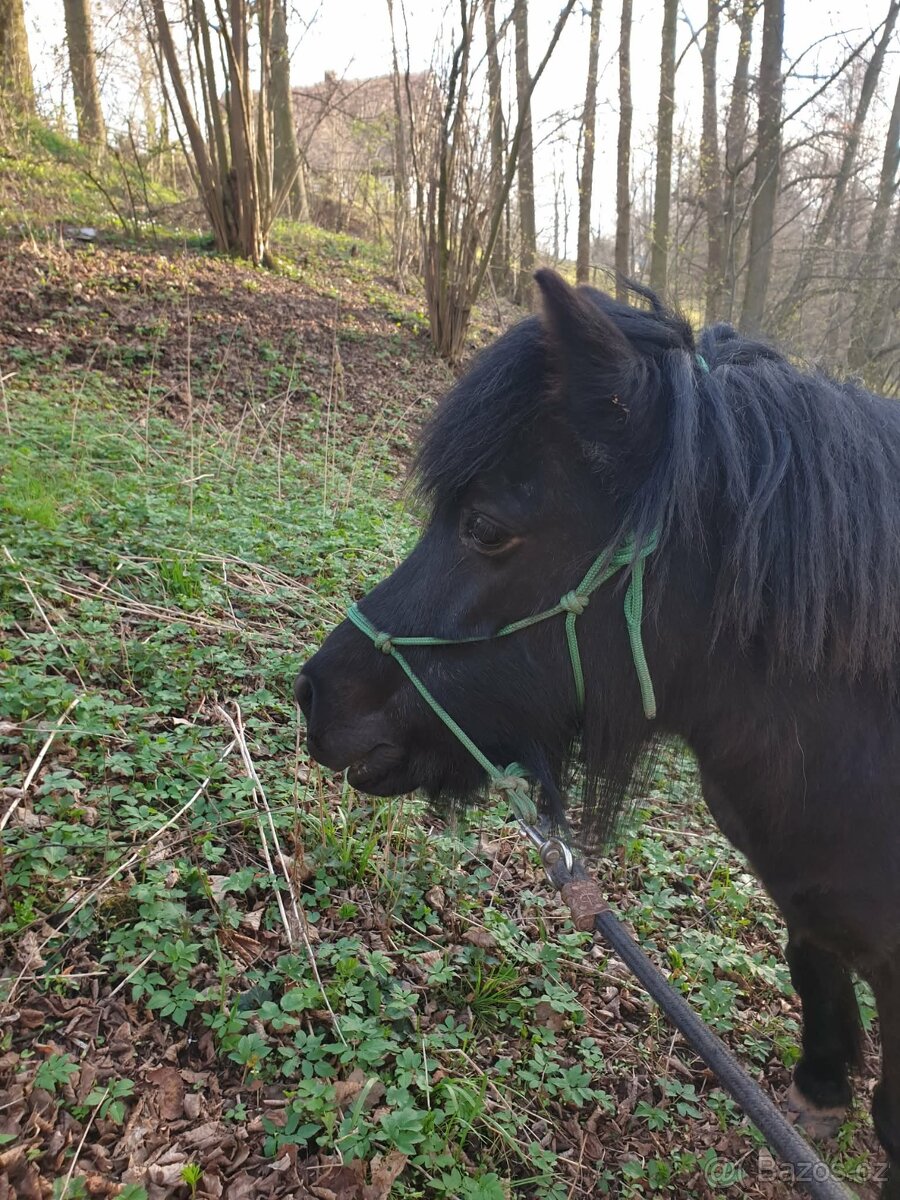 Pony valach, 15 let - 2