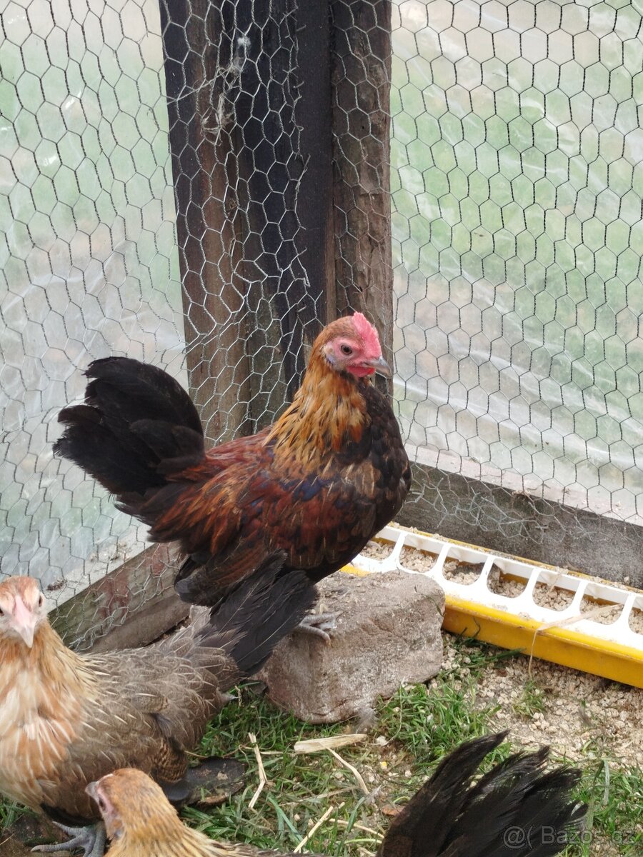 Nabízím kohoutky - 2