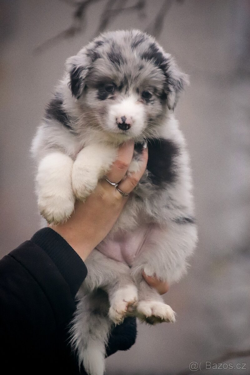 Australských ovčák s PP - 2