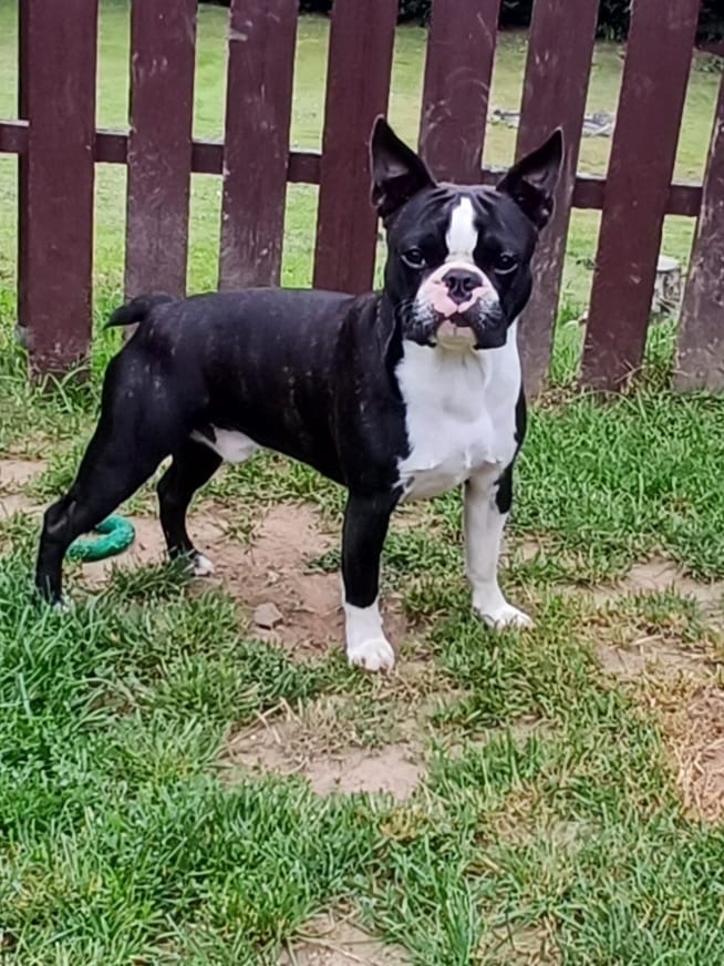 Bostonský teriér s PP - 2