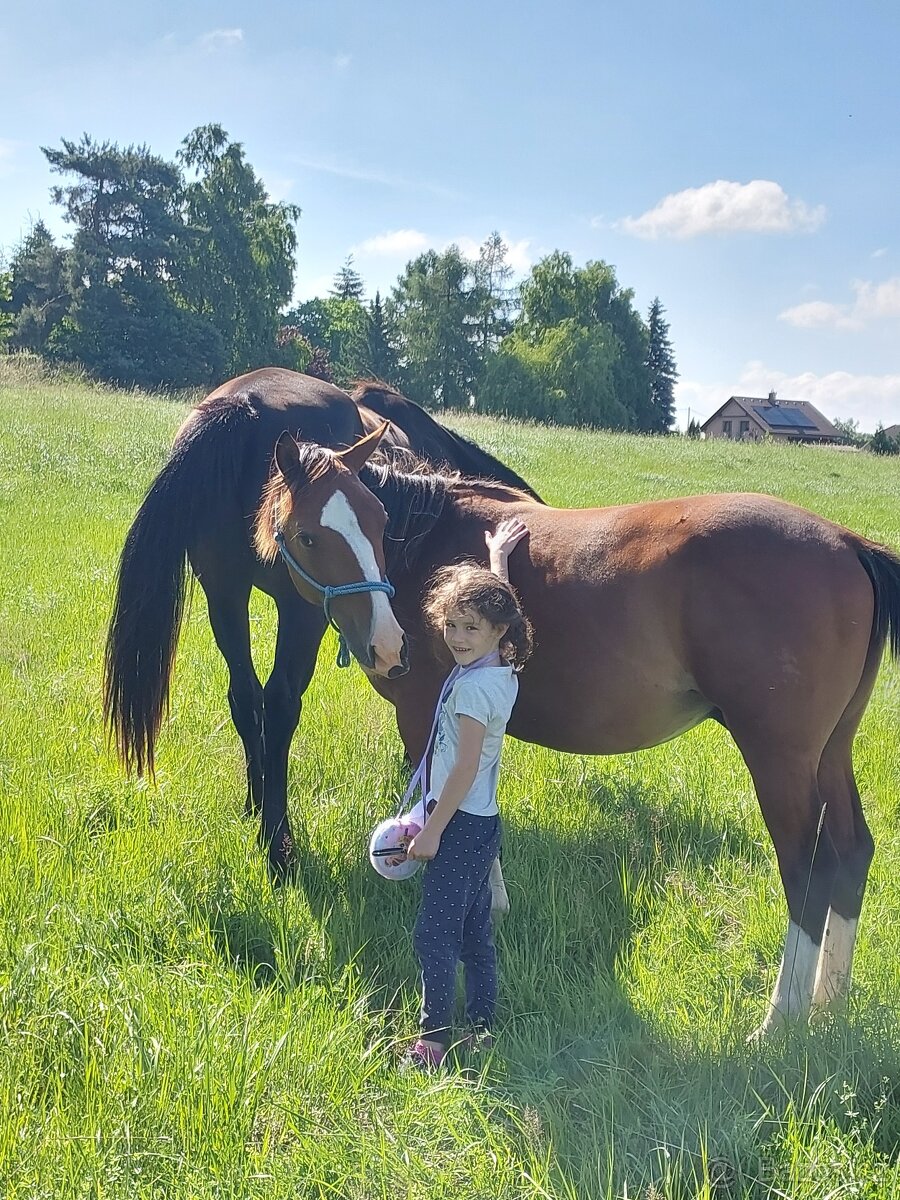 Dvouletý hřebec Qh/Appaloosa - 2
