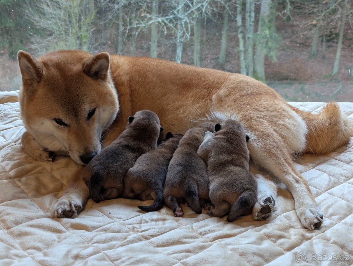 SHIBA INU štěňata s PP/FCI - 2