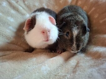 Morče - dva bráškové Teo a Kivi, US Teddy - 2