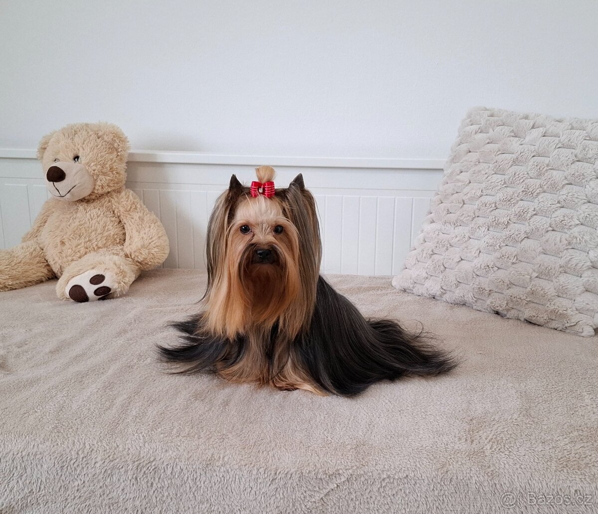 Jorkšírský terier fenka - 2