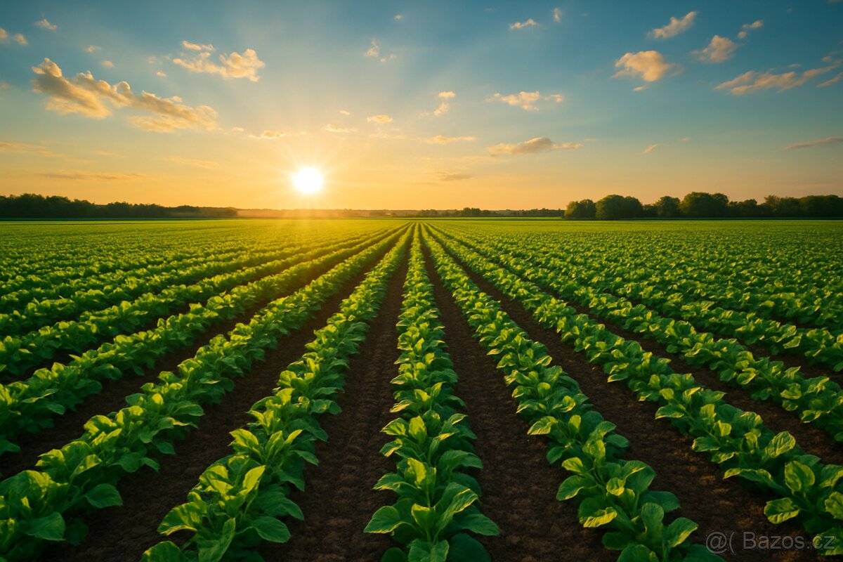 orná půda 42km od Brna - 2