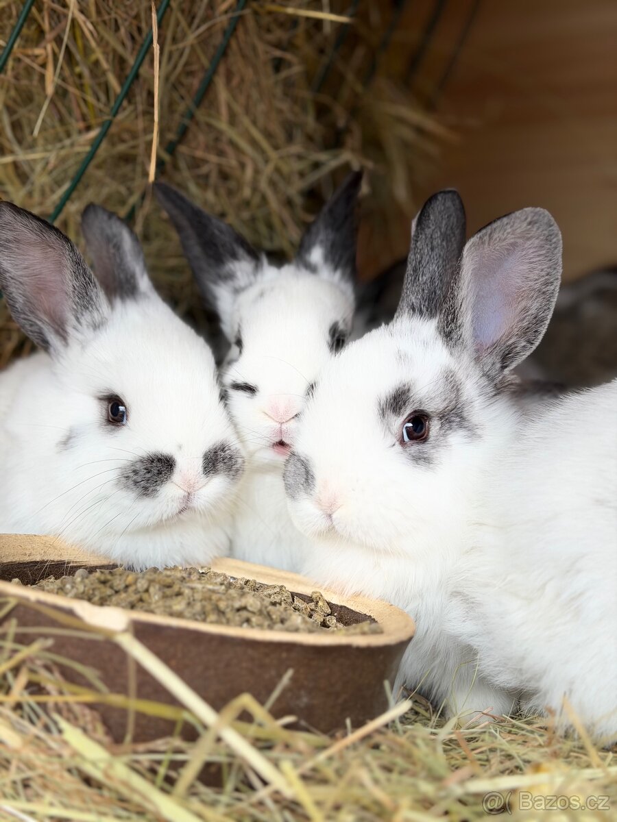 Králíci - 2