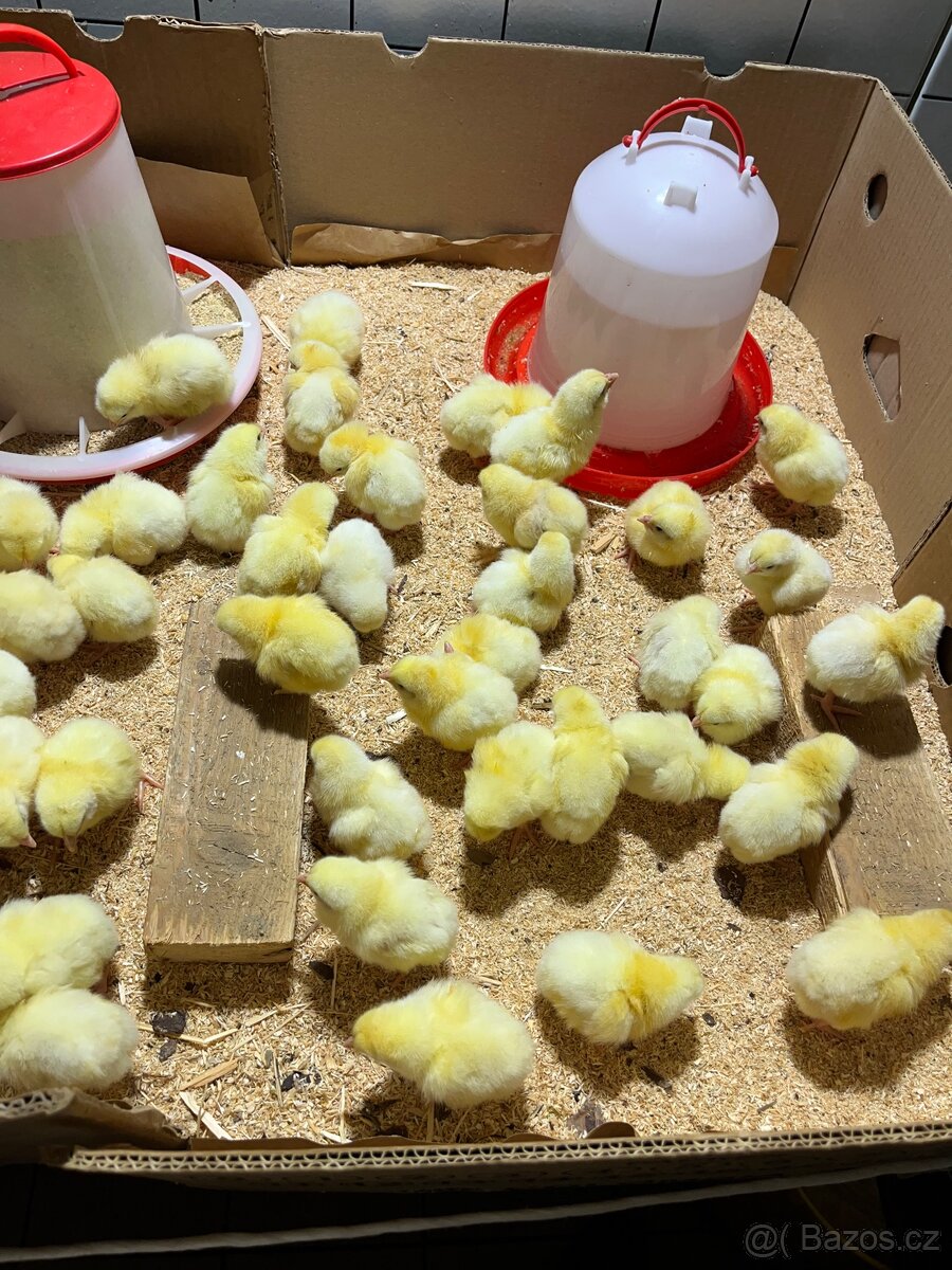 Brojlerová kuřata - 2