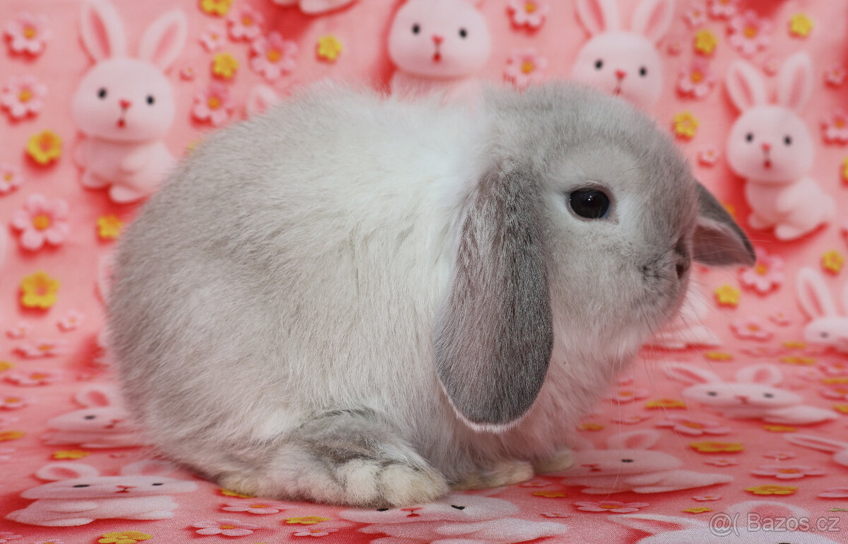 Zakrslí beránci NHD . - 2