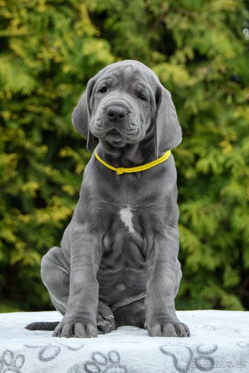 Nemecká doga - 2