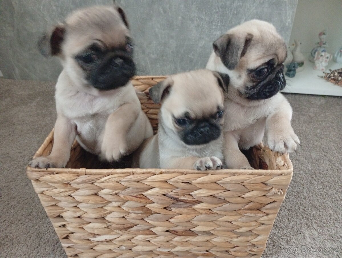 Mops štěňátka - 2