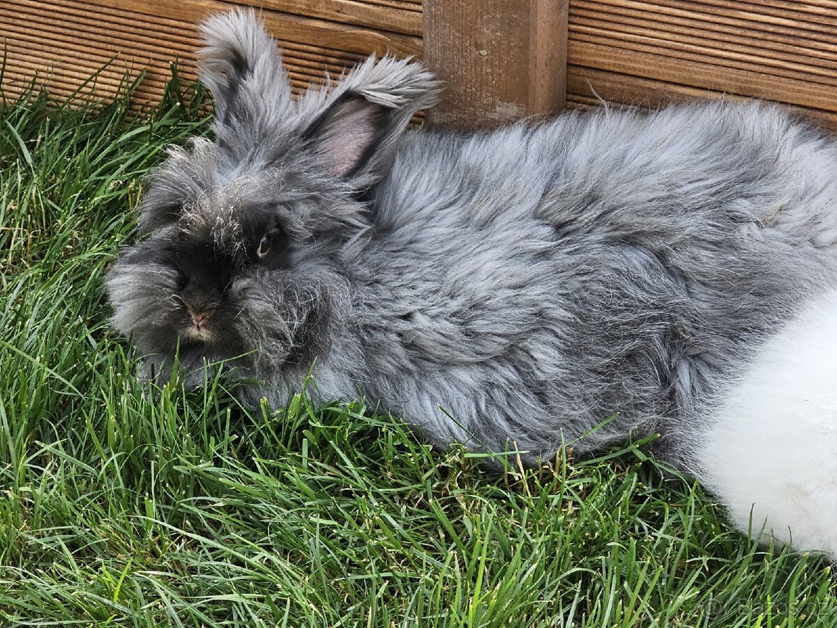 Angorský králík, angora - 2