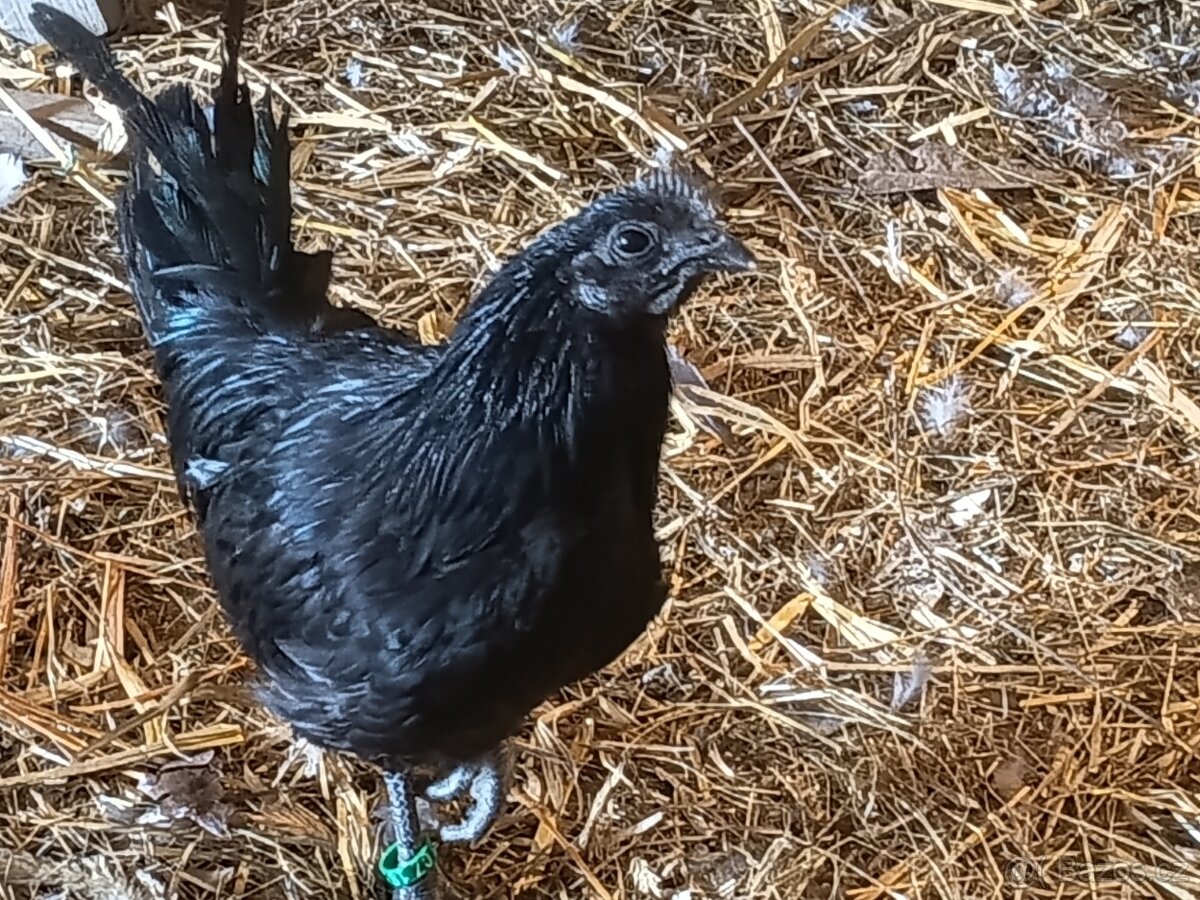 Ayam Cemani - 2