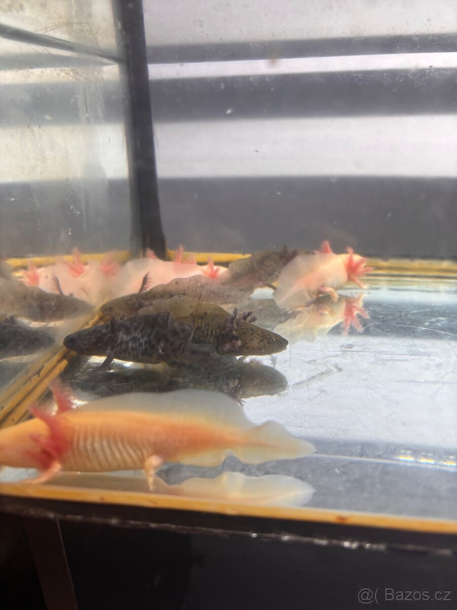 Axolotl - 2