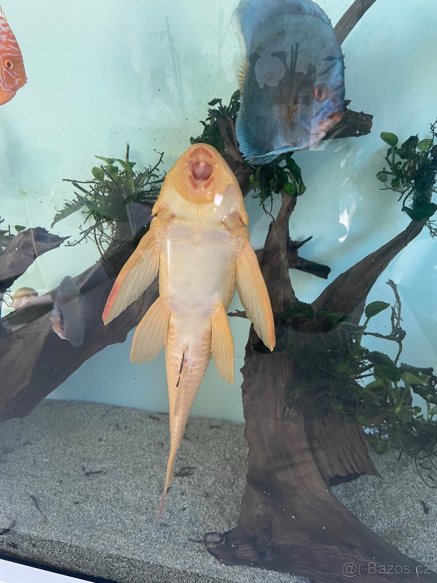 Gibiceps albino - 2