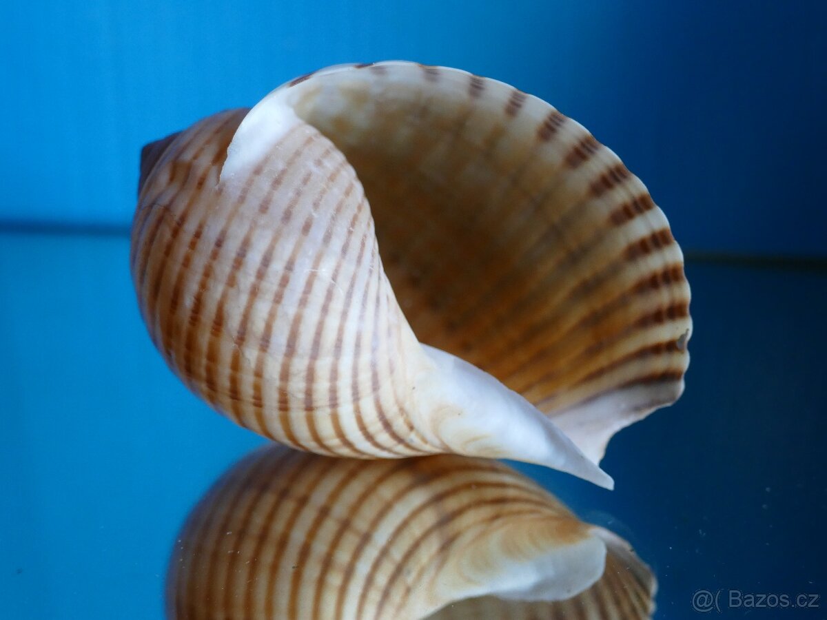 Tonna canaliculata - 2
