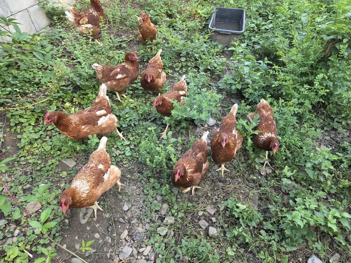 VEJCE 🥚 - 2