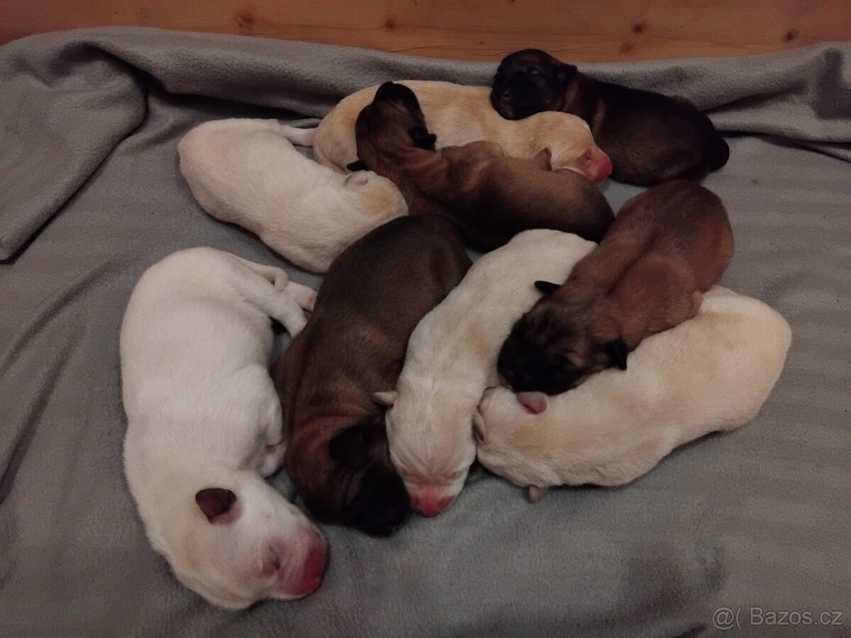 Štěňata - 2