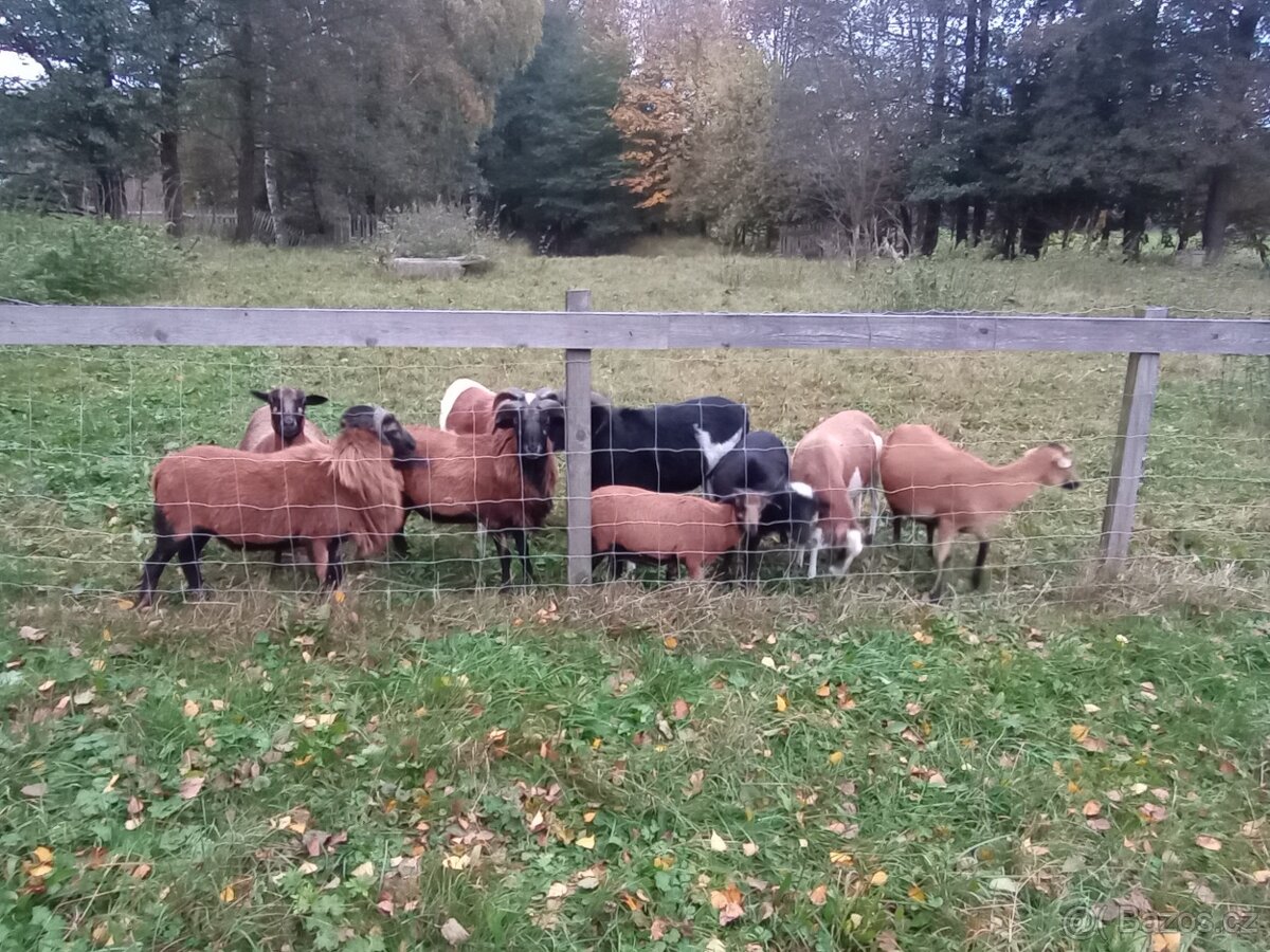 Kamerunské ovce - 2