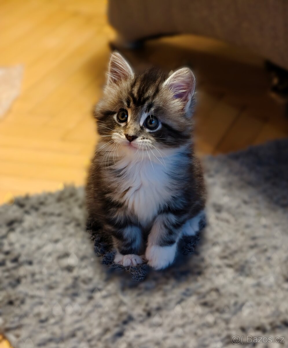 Mainská mývalí koťátka - 2