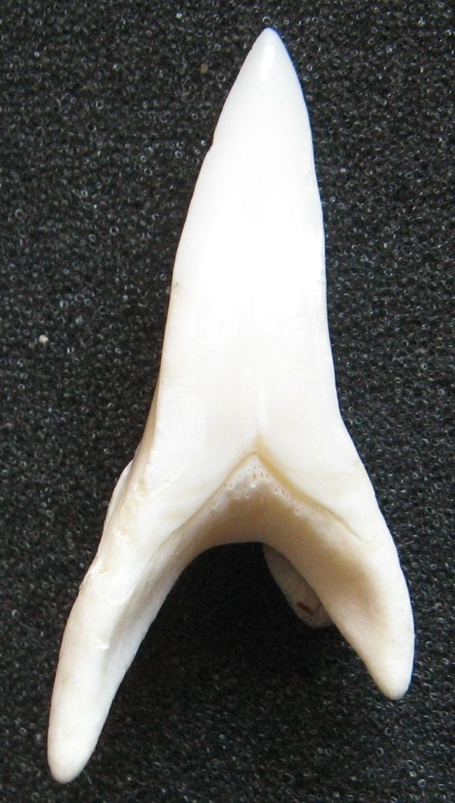 Zub Žralok Mako. OBRovský - 2