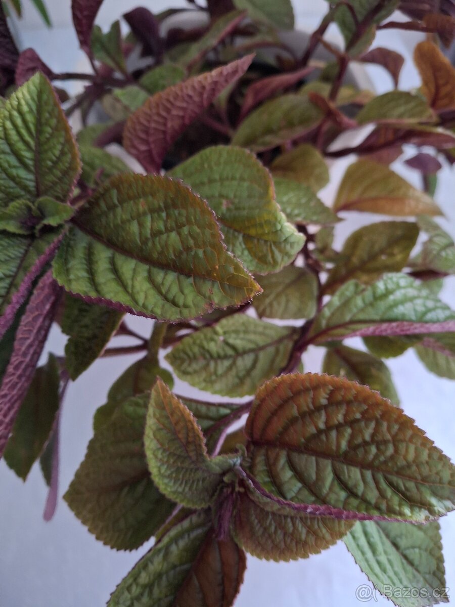 Plectrantus red + keramický obal - 2