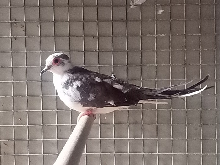 holoubek diamantový - 2