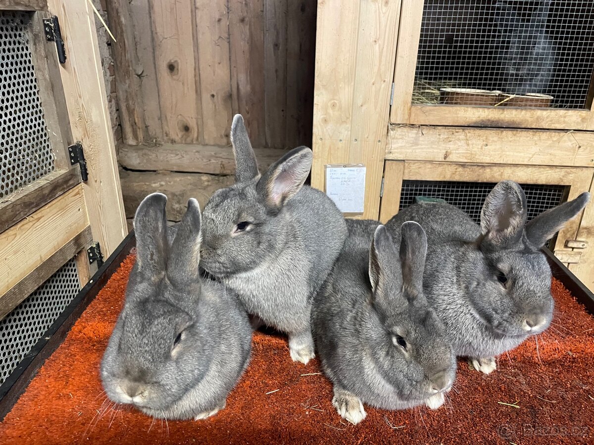 Prodám samce a samice Vídeňské modrošedé - 2