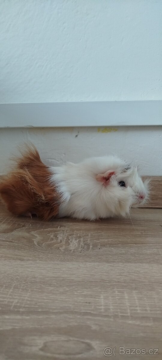 Morčátko rozetka - 2