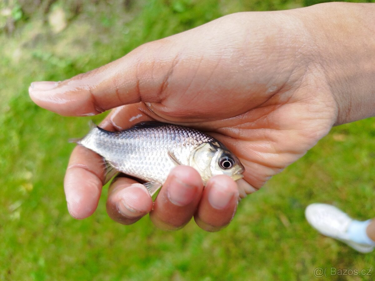 Barevné ryby do jezírka - 2