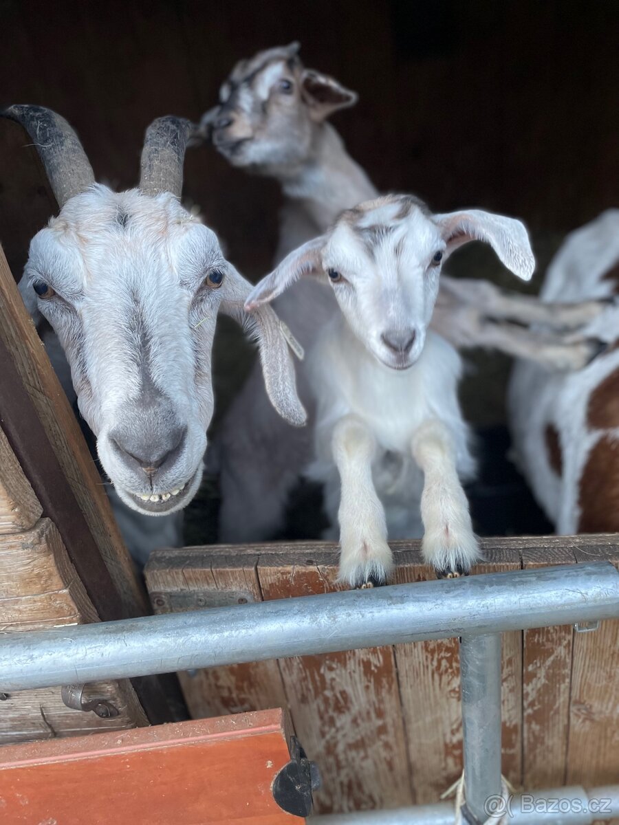 Letošní kůzlata - 2