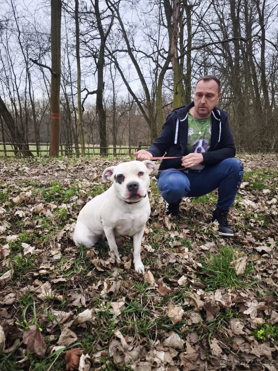 American Bully XL - 2