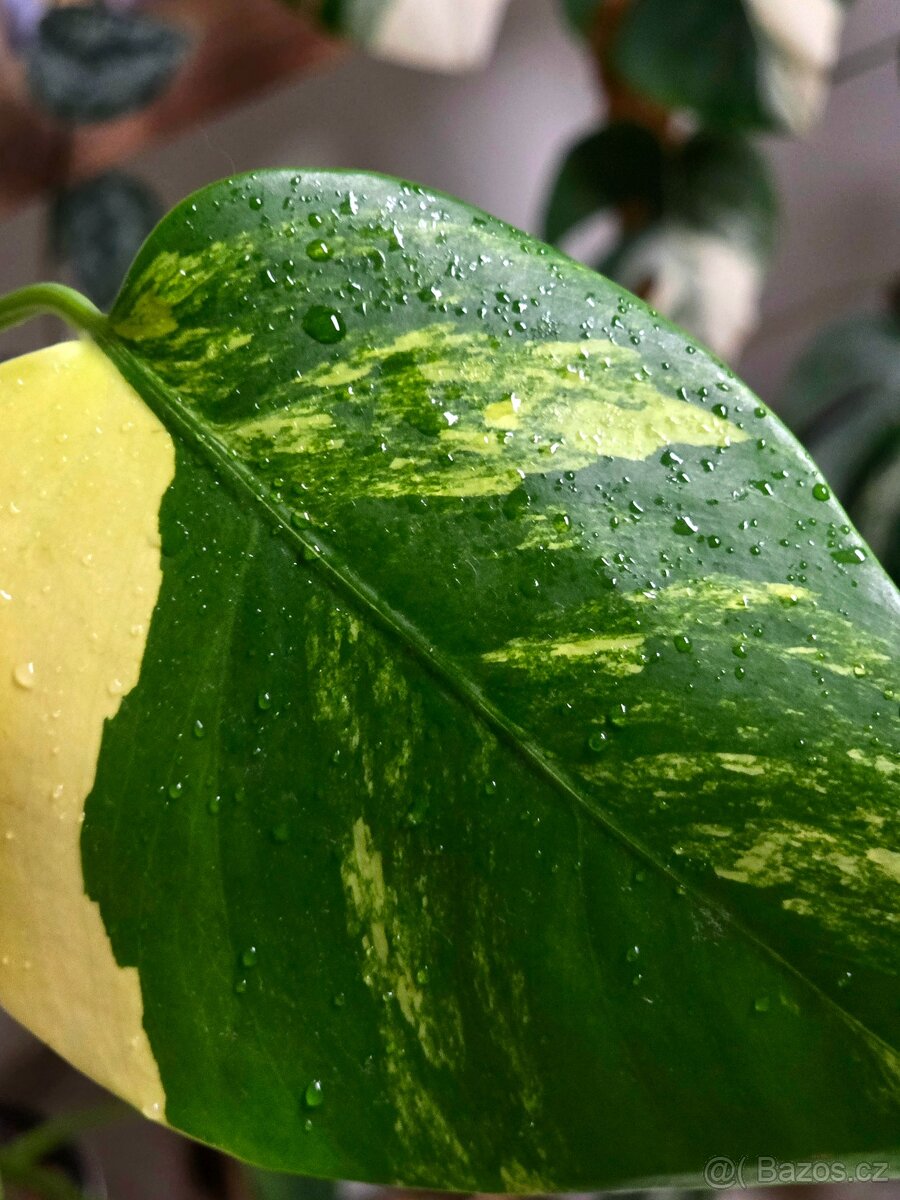 Monstera Deliciosa Aurea - 2