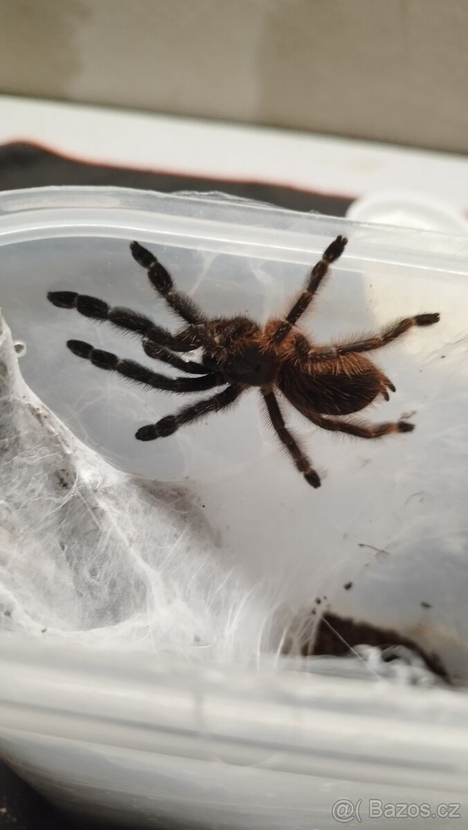 Psalmopoeus victori - 2