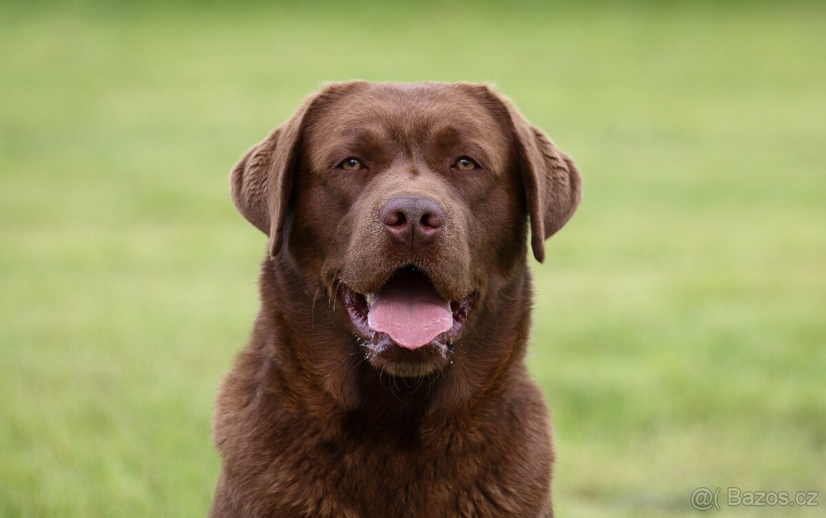 Labradorský retriever s PP - krytí - 2