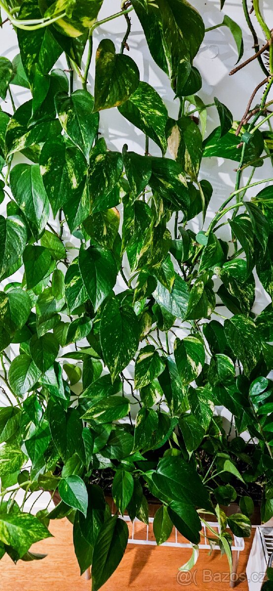Epipremnum gold - 2