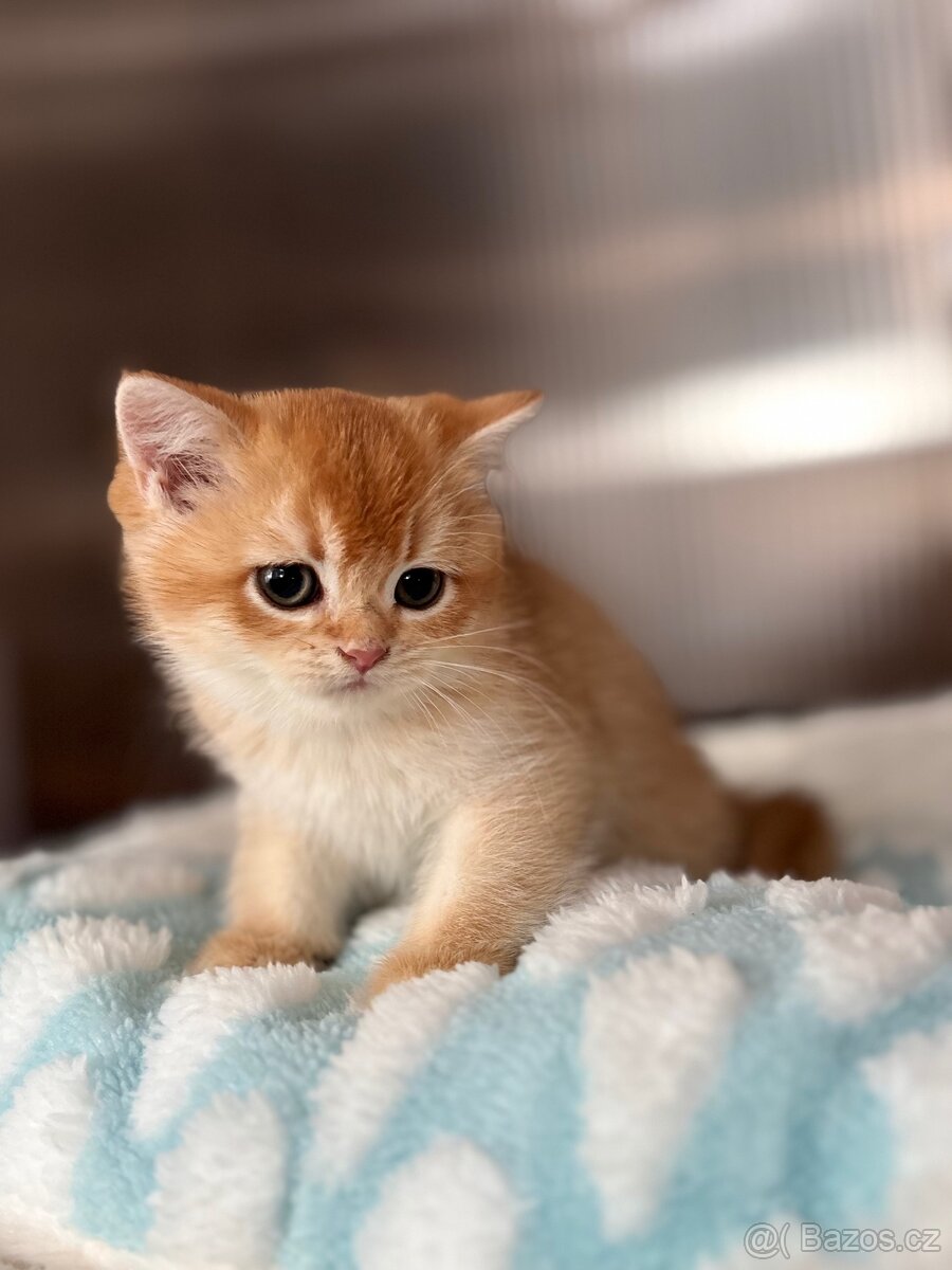 Luxusní zlata britská koťata s PP pro chov - 2