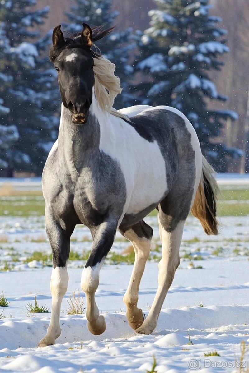 Klisna APH - 7 PANEL - 2