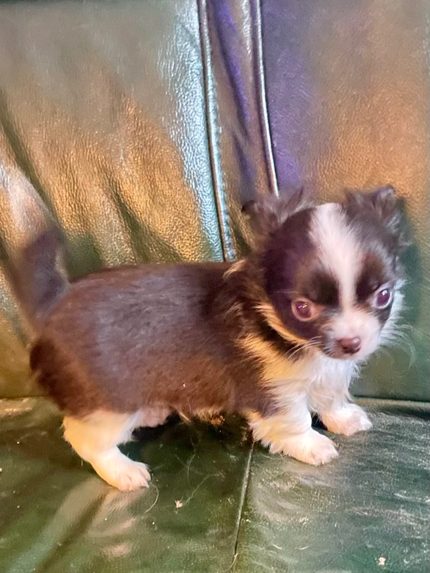 ČIVAVA DLOUHOSRSTÁ S PP- Pejsek - 2