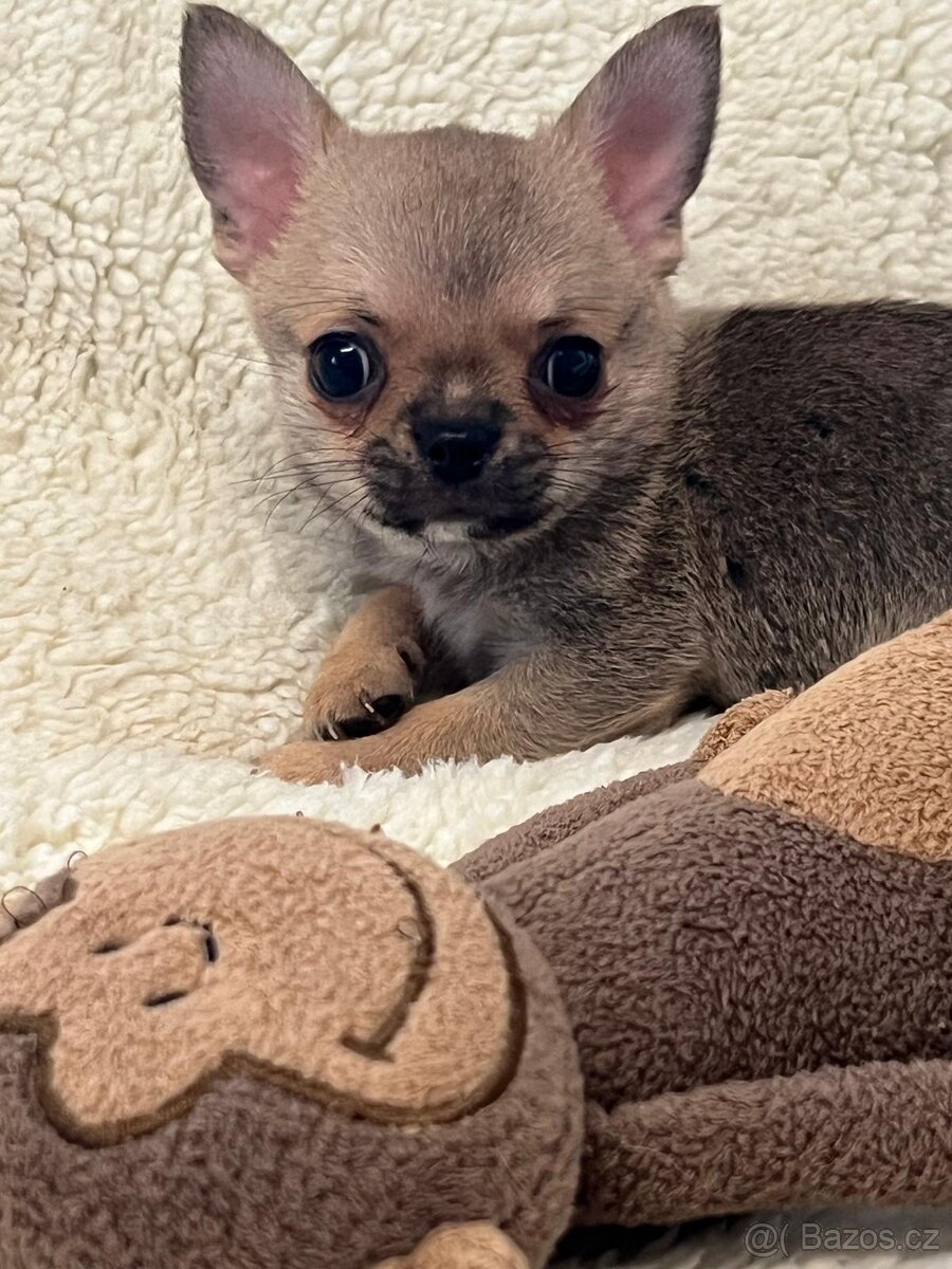 ČIVAVA štěňátka s pp - 2