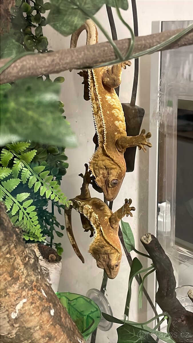 Pegekon řasnatý - 2