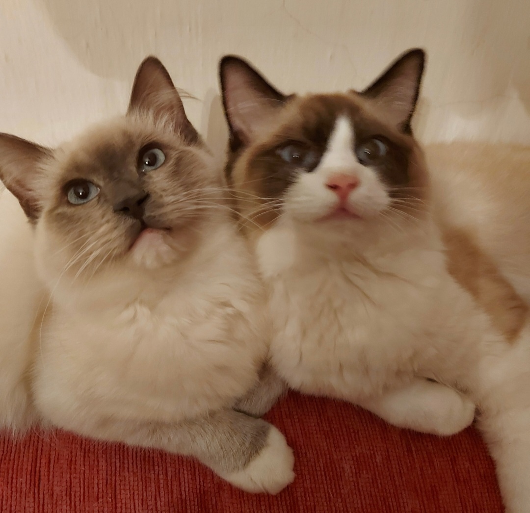 Ponukam ragdoll kocurov na krytie - 2