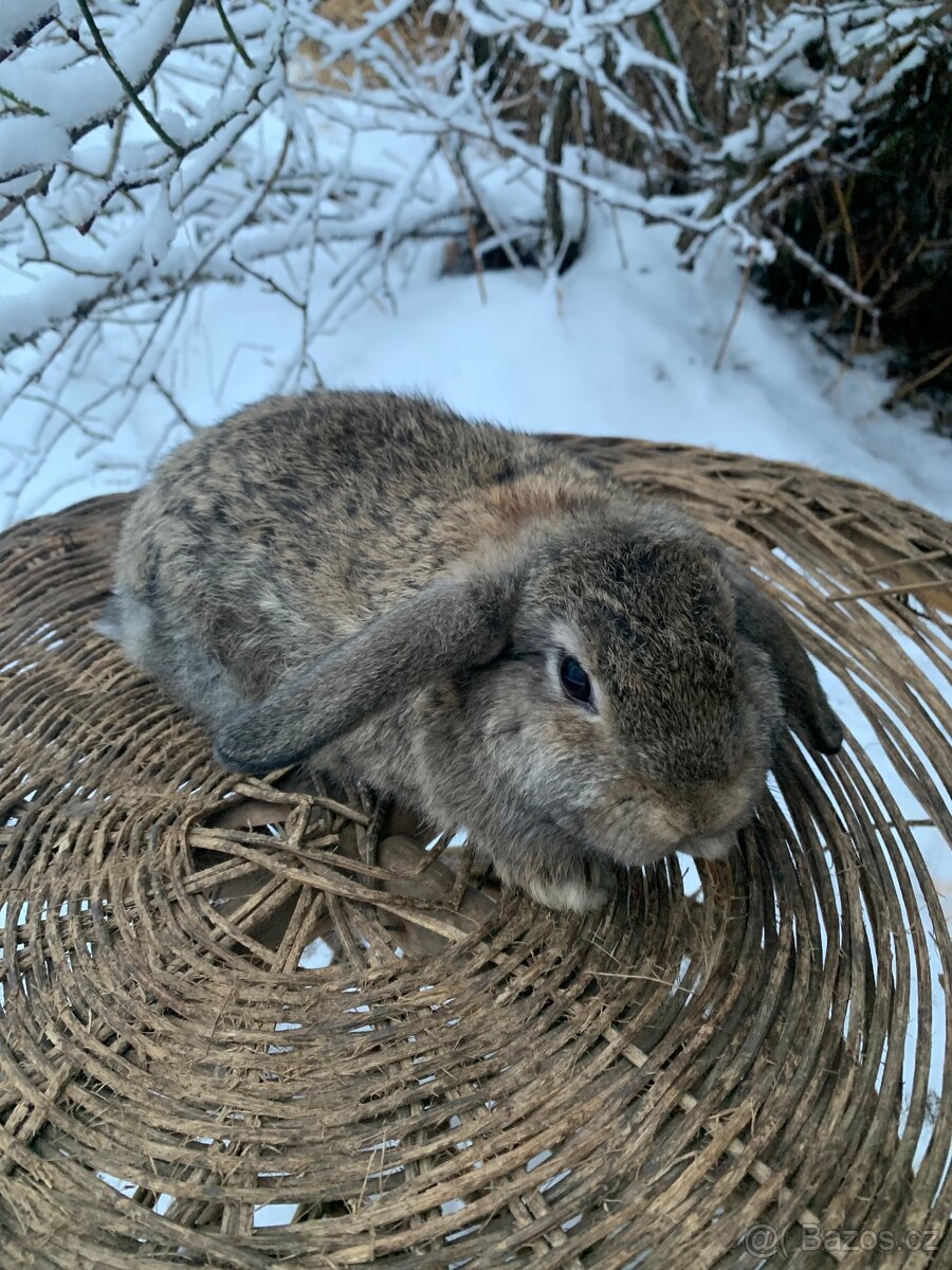 Zakrsly beran, kralik - 2