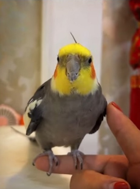 2 x korelka korelky samečci samci - 2