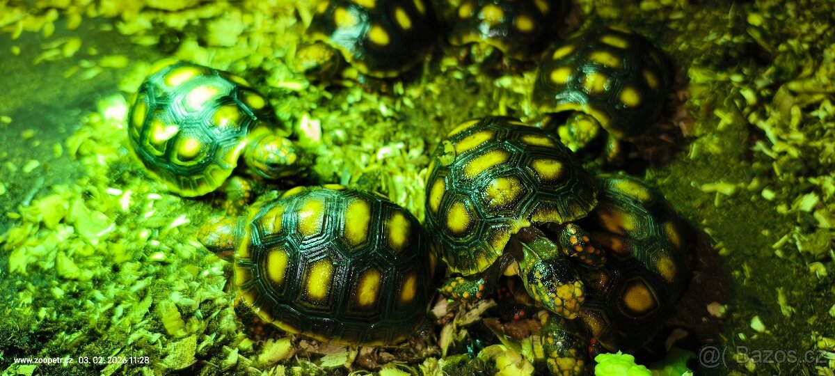 Želva uhlířská, mláďata - 2