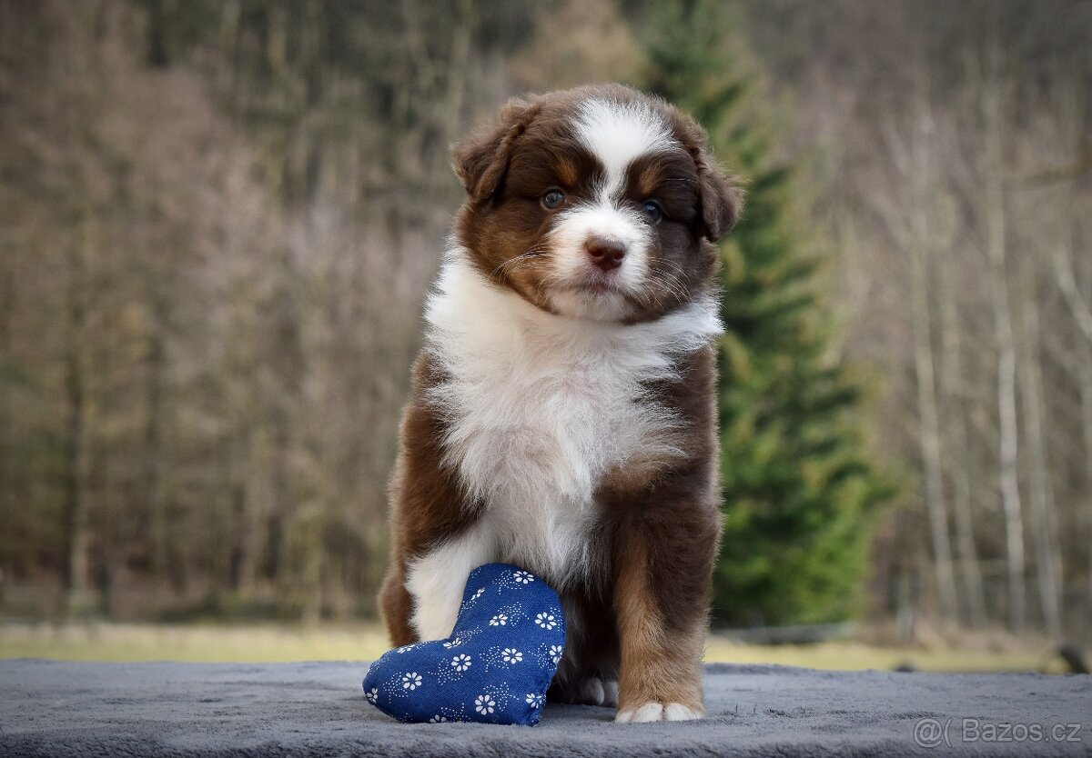 Australský ovčák s PP - 2