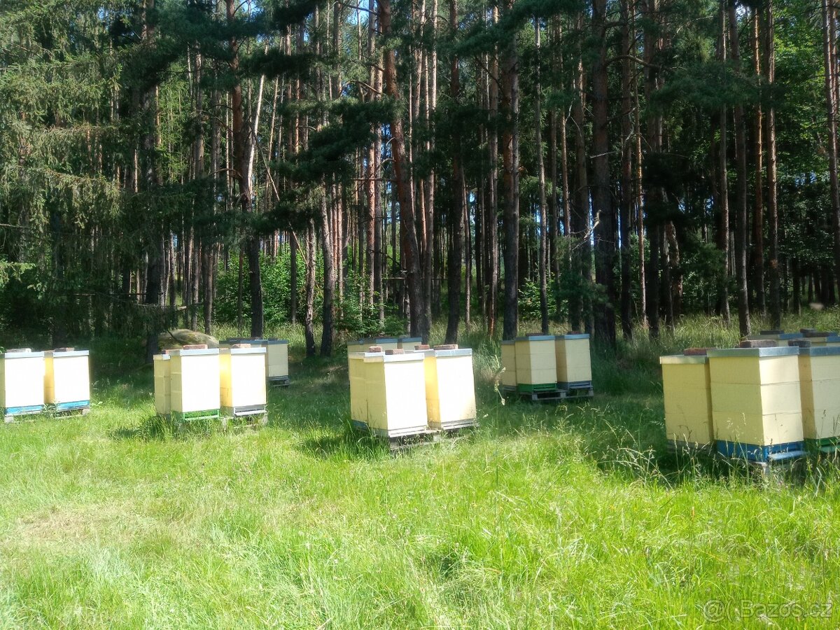 Vyzimovana včelstva, oddělky, včely - 2