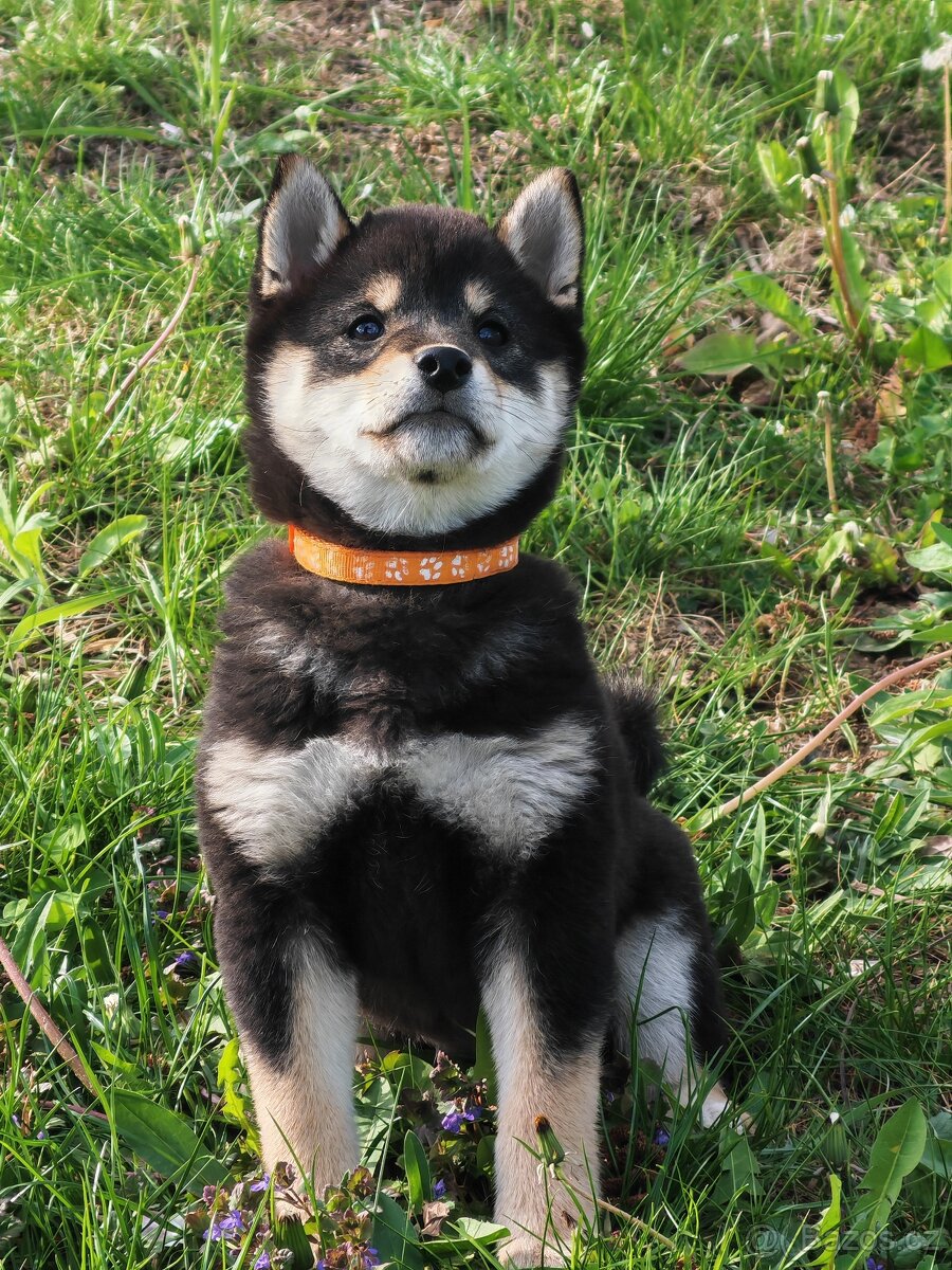 Shiba inu fenka - 2