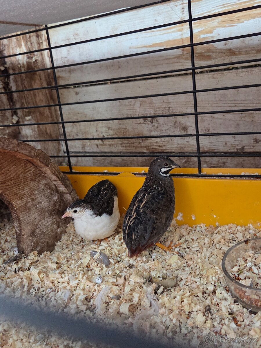 Křepelka čínská - 2