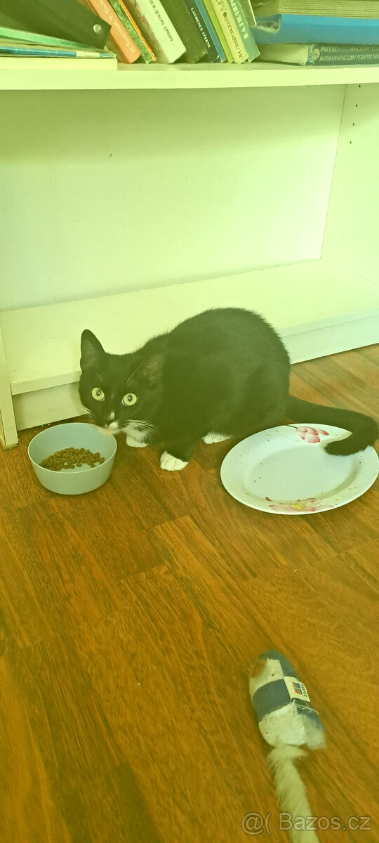 Darují do dobrých rukou kocourka - 2