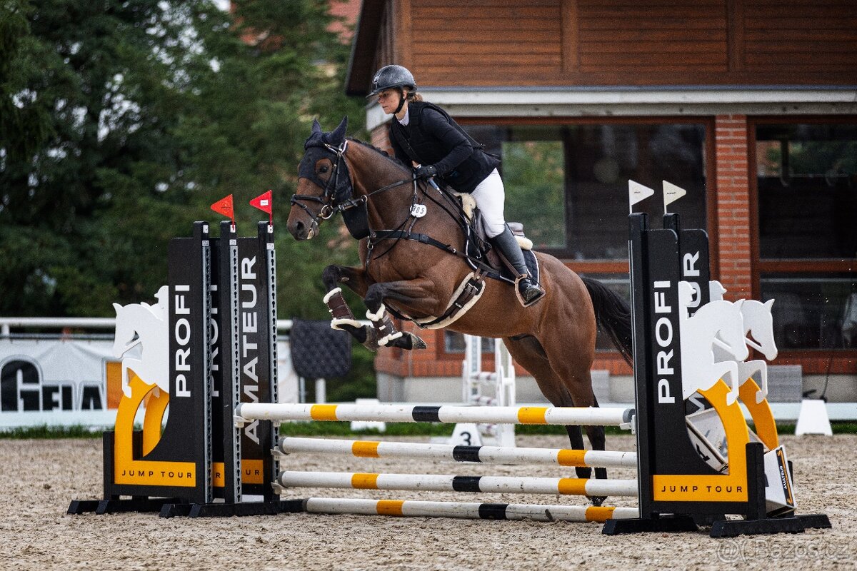 Valach do sportu, čisté RTG včetně zad - 2